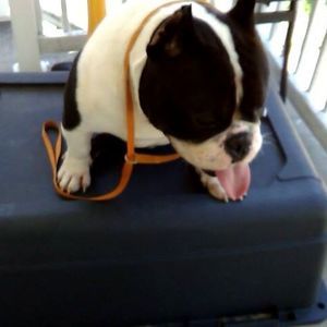 Meet your Posher, Dean